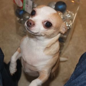 Meet your Posher, Bobbie